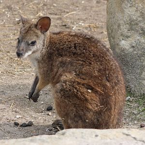 Parma wallaby