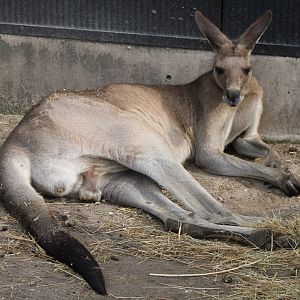 Eastern grey kangaroo
