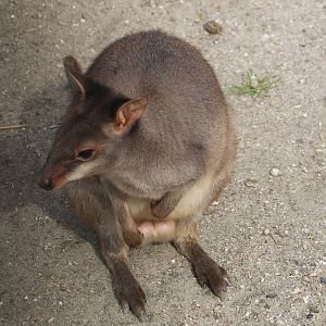 Dusky pademelon