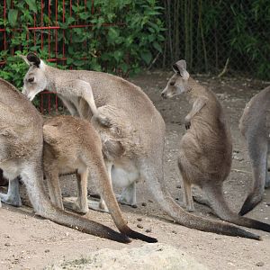 Eastern grey kangaroos