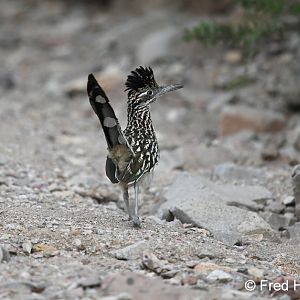 greater roadrunner