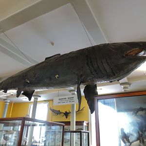 Basking shark [2016]