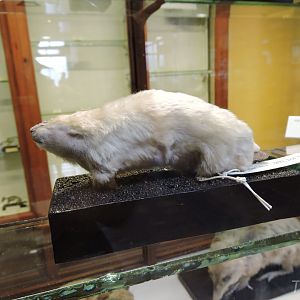 Southern marsupial mole [2016]