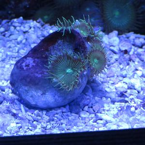 Zoanthids