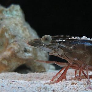 Pinaeid Prawn.