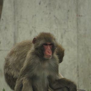 Japanese macaque