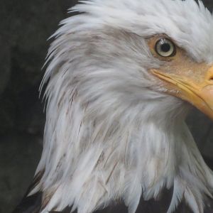 Bald eagle