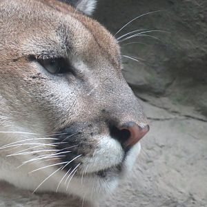Cougar/Puma/Mountain lion/Panther/Nittany lion/