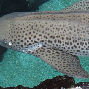 Zebra shark