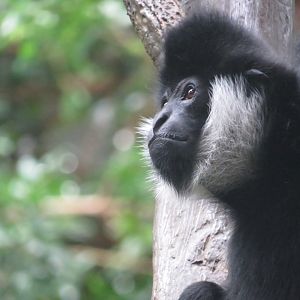 White-cheeked gibbon