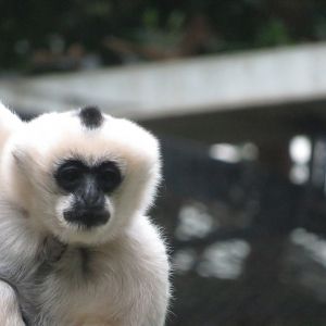 White-cheeked gibbon