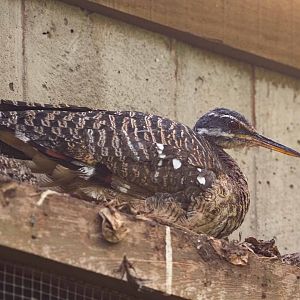 Sunbittern Chick