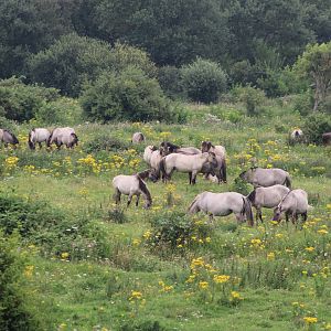 Large Konik-herd