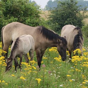 Koniks with foal