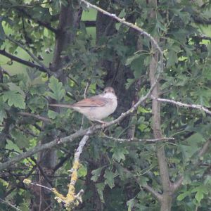Whitethroat