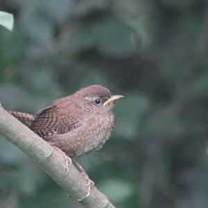 European wren - juvenile