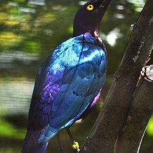 glossy starling