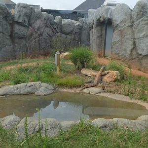 Zoo - Komodo Dragon Outdoor Exhibit