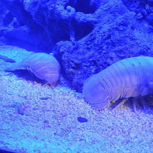 Wiseman Aquarium - Deep Sea Isopod