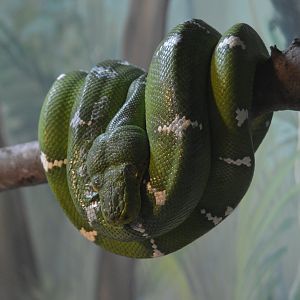 Herpetarium - Emerald Tree Boa