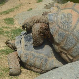 Zoo - Aldabra Giant Tortoise