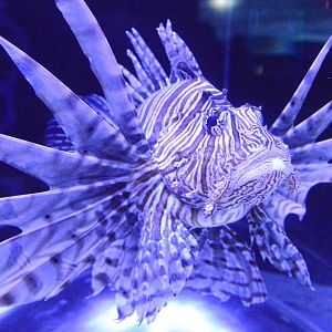 Wiseman Aquarium - Lionfish