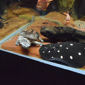 Wiseman Aquarium - Mata Mata Turtle and Spotted River Ray