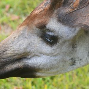 Reolution Ridge - Okapi