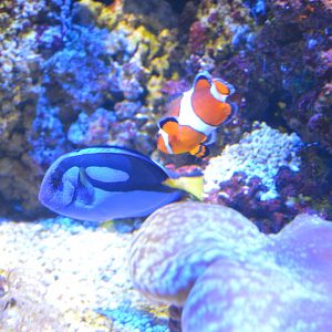Wiseman Aquarium - Orange Clownfish and Paletted Surgeonfish