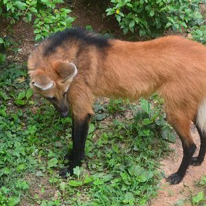 Zoo - Maned Wolf