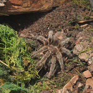 Herpetarium - Curlyhair Tarantula