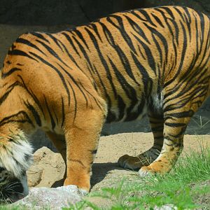 Zoo - Sumatran Tiger