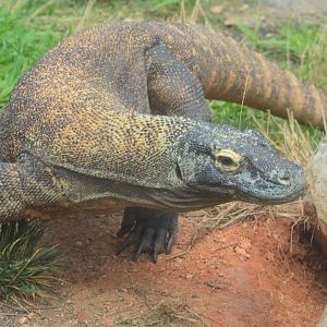 Zoo - Komodo Dragon