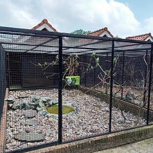 Monk parakeet aviary