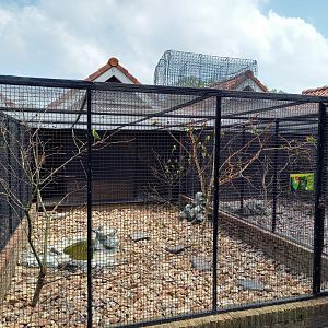 Nyasa lovebird aviary