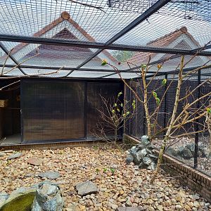 View into Nyasa lovebird aviary