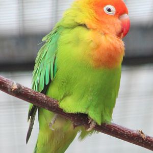 Nyasa lovebird