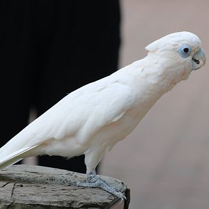 Ducorp's cockatoo