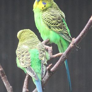 Budgerigars