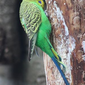 Budgerigar at the nest