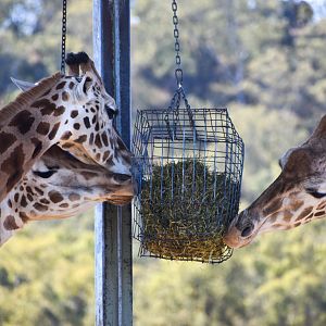 Giraffe Feeding