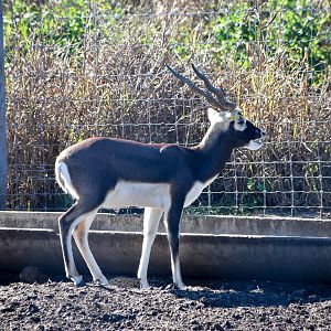 Blackbuck (Antilope cervicapra)