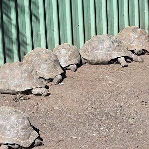 A Row of Aldabra Giant Tortoises