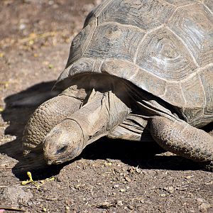Aldabra Giant Tortoise (Aldabrachelys gigantea)