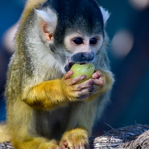 Bolivian Squirrel Monkey (Saimiri boliviensis)