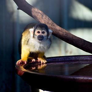 Bolivian Squirrel Monkey (Saimiri boliviensis)
