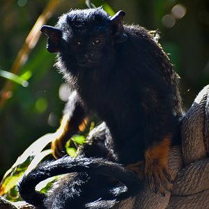 Red-handed Tamarin (Saguinus midas)