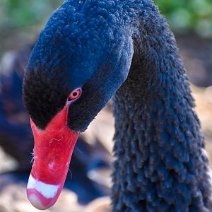 Black Swan (Cygnus atratus)