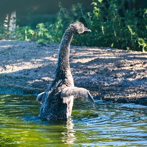 Black Swan Cygnet (Cygnus atratus)