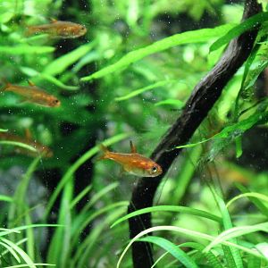 Ember tetras - Hyphessobrycon amandae